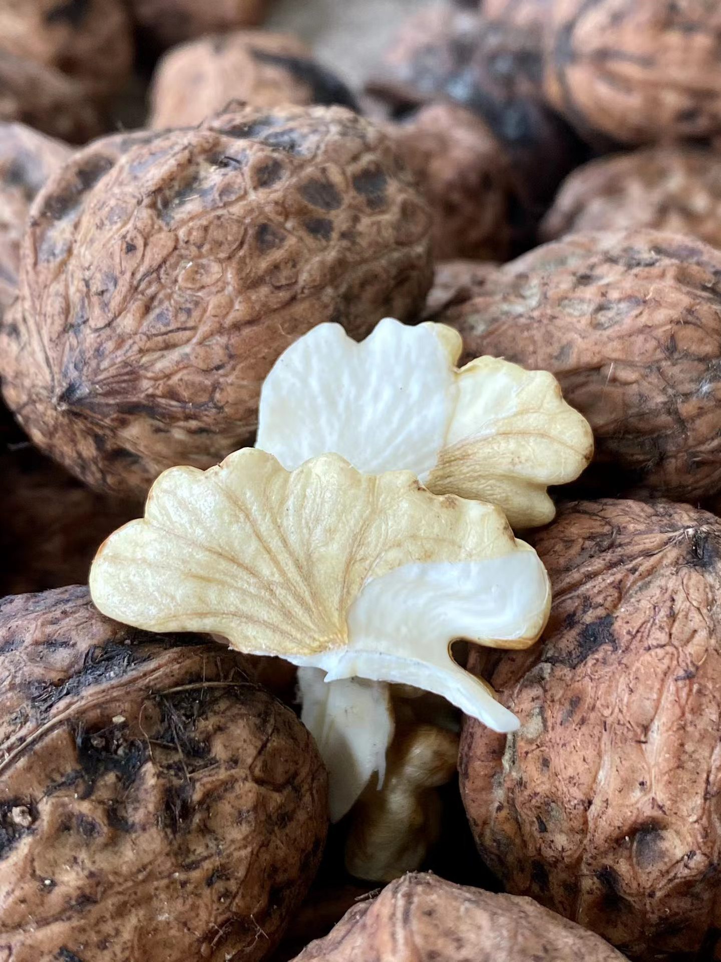 云南大理漾濞核桃新鲜核桃 新核桃 个头饱满香脆 赠送核桃夹