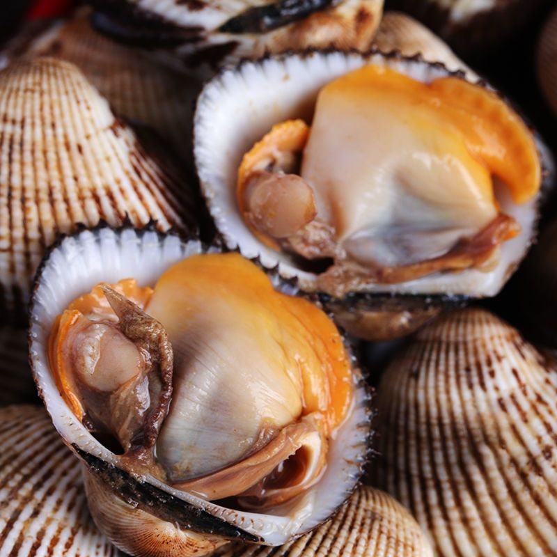 海鲜水产贝类鲜活毛蛤新鲜蛤蜊大花蛤野生贝类血蛤大赤贝海毛蛤