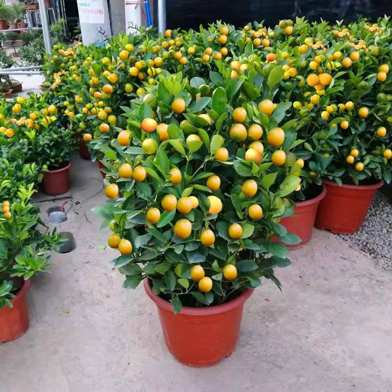 四季金桔树苗盆栽客厅植物室内花卉绿植小橘子盆景好养年宵花包邮