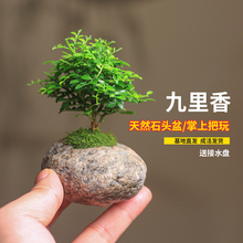 小叶九里香盆栽微型室内老桩花卉绿植石头盆景桌面观叶开花植物