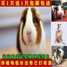 荷兰猪逆毛活宠物豚鼠活体荷兰兔荷兰鼠包活宠物包邮宠物兔活体