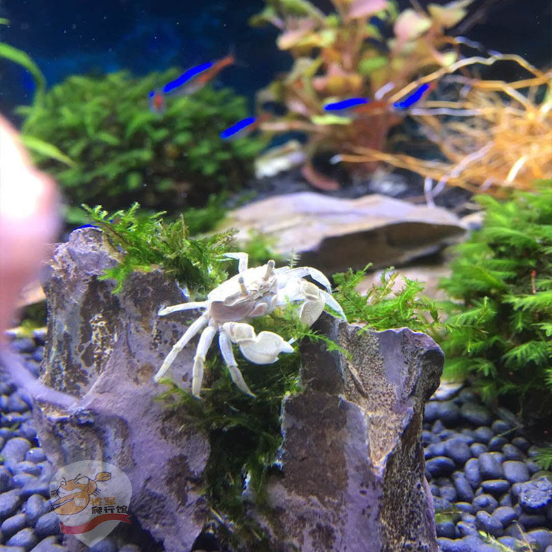 观赏蟹迷你辣椒深水鱼缸清洁除藻残渣相手螃蟹狗头鱼饲料一件批发
