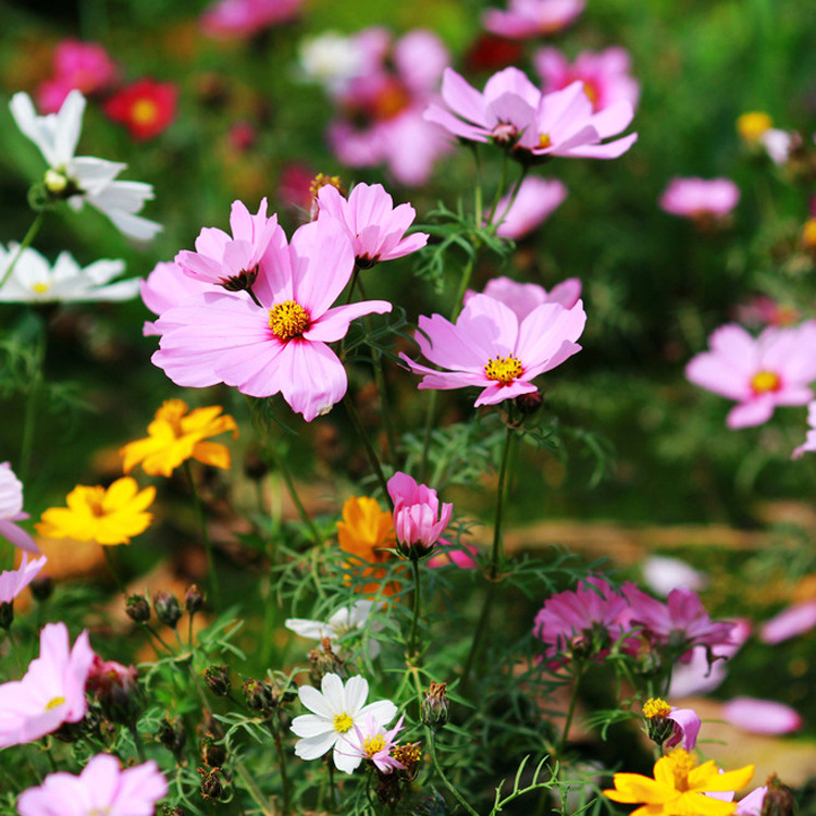 波斯菊花籽多年生耐寒花种庭院室外观赏花卉盆栽景区四季格桑花种