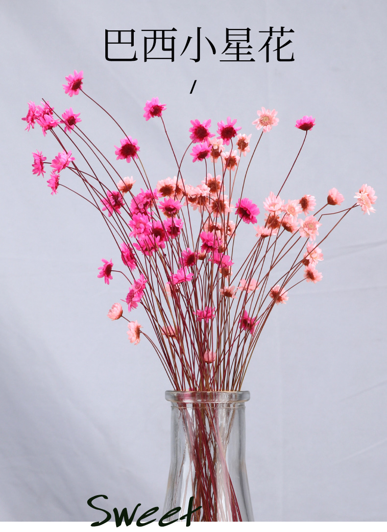 巴西小星花永生花束 小星花干花家居装饰小雏菊永生花束拍摄道具