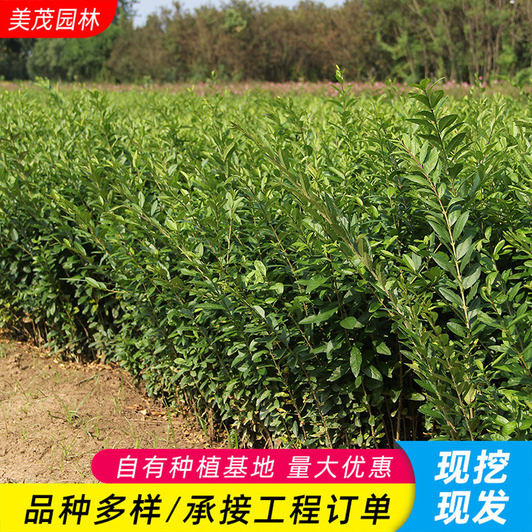 水蜡苗基地批发工程绿化苗木水腊灌木色块绿篱行道点缀丛生水腊苗