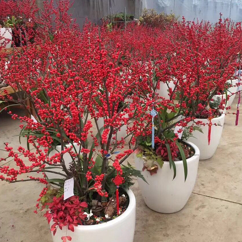 北美冬青花 庭院冬青灌木花卉园林景观造型盆栽 园艺红果冬青