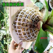 鹿角蕨种植罩蝴蝶兰固定罩水草悬浮球亚猴爪哇非圆银鹿何其美石斛