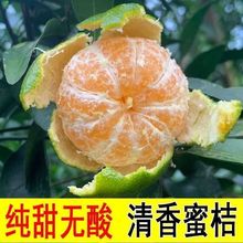 甜无酸清香桔现货清香蜜桔巴西柑薄皮沙糖桔橘新鲜水果5斤代发