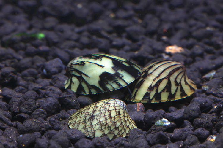 品质虾坊鲍鱼螺活体斗笠螺汽水螺淡水观赏超强除藻除苔工具螺草缸