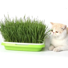 猫草优质高产大麦小麦种子燕麦种子荞麦种籽抗旱耐寒小动物爱吃草
