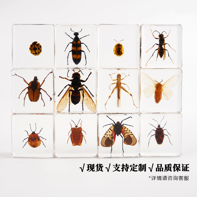 小动物真实昆虫树脂真虫金龟子蝎子蜘蛛知了甲虫标本海洋奖品礼物