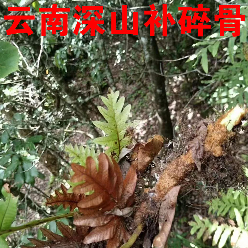 云南骨碎补中药材毛姜中药材骨碎补崖姜岩连姜深山中药材批发