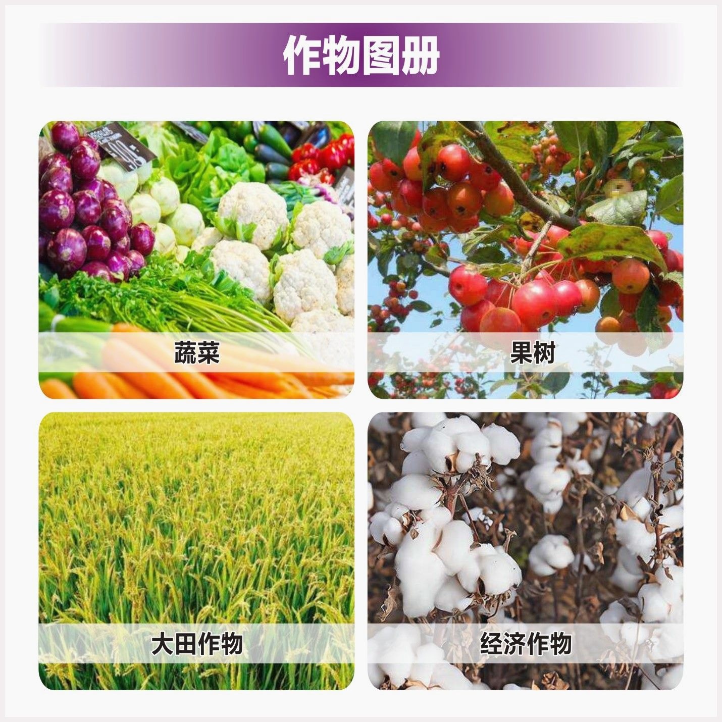 红薯红薯专用畸形防裂补钙水溶肥补镁根茎果防膨大叶面肥宝宝地下