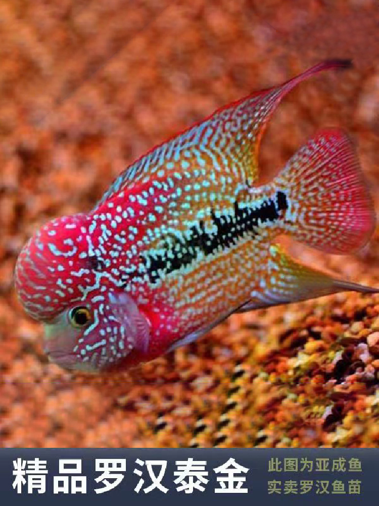 泰国罗汉鱼鱼苗起头爆头大苗观赏鱼鱼好养耐活淡水鱼热带鱼