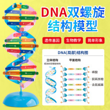 DNA双螺旋结构模型中小学科技小制作科普diy生物基因科学实验器材