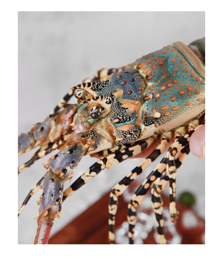 花龙虾小青龙虾杂龙虾油龙虾澳龙波士顿龙虾刺身海鲜鲜活水产食材