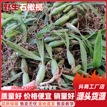 广西下山货新鲜石橄榄双叶大果石橄榄石仙桃果上叶500