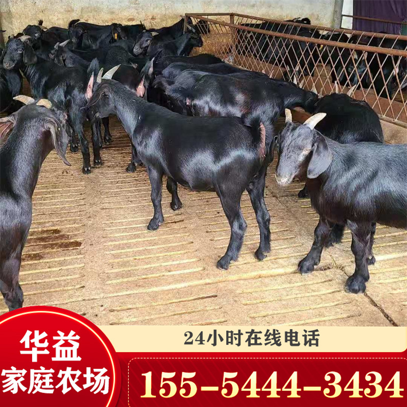 近期出栏一批努比亚大耳黑山羊 重量80斤左右的 黑山羊肉羊