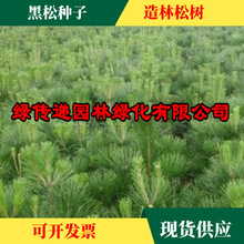 批发黑松种子 侧柏种子 油松树种子