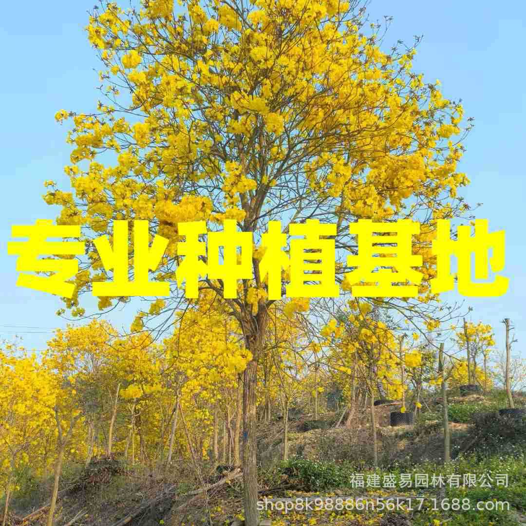福建黄花风铃木基地 全冠移栽黄花风铃木批发 四川重庆风铃木
