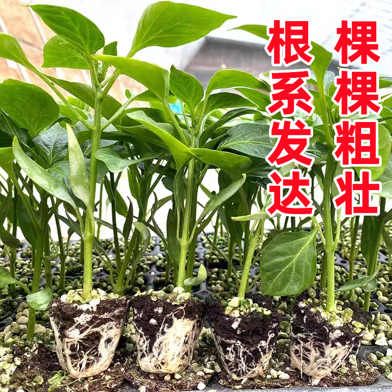 高产螺丝椒辣椒苗香辣特大薄皮陇椒秧孑辣椒种籽四季阳台庭院菜苗