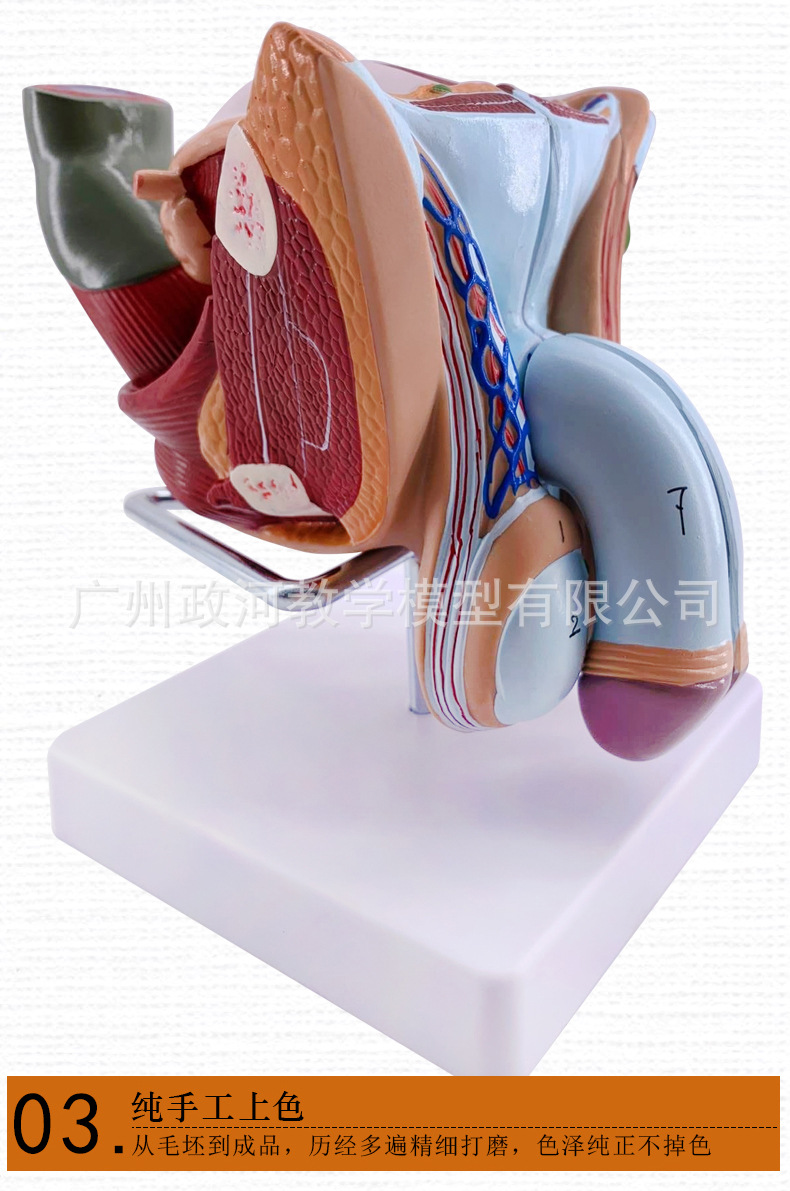教学仿真男性生殖泌尿系统标本内外生殖模型睾丸解剖模型医疗教具