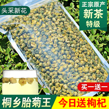 菊花茶头采桐乡胎菊王250g杭白胎菊枸杞菊花茶冲泡茶新花