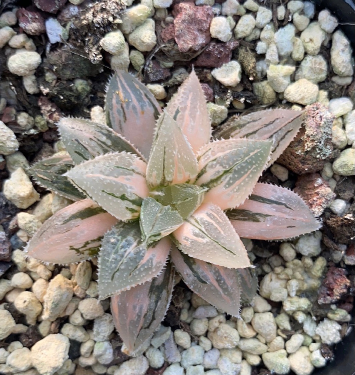 砂糖橘锦十二卷锦仙人球多肉植物基地直发小盆栽小绿植-阿里巴巴