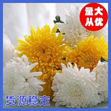 【黄白菊】云南昆明鲜切花基地批发白菊黄菊鲜花直批扫墓上坟祭祀