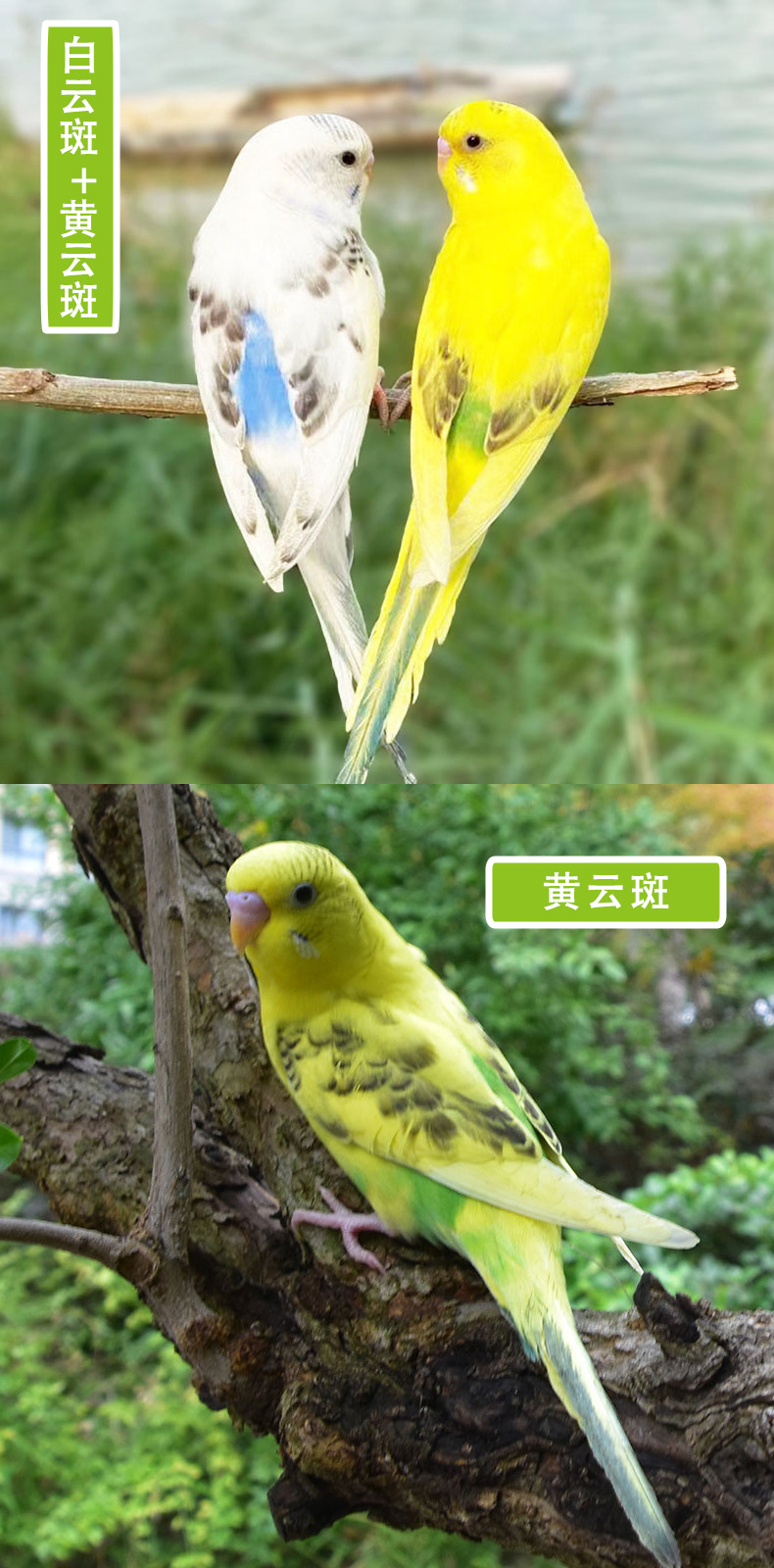 鸟活物虎皮鹦鹉活鸟小鸟家养会说话的手养云斑幼鸟类宠物成年繁殖