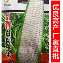 糯玉米种子批发白甜糯玉米籽10克厂家直销玉米种子苗种籽