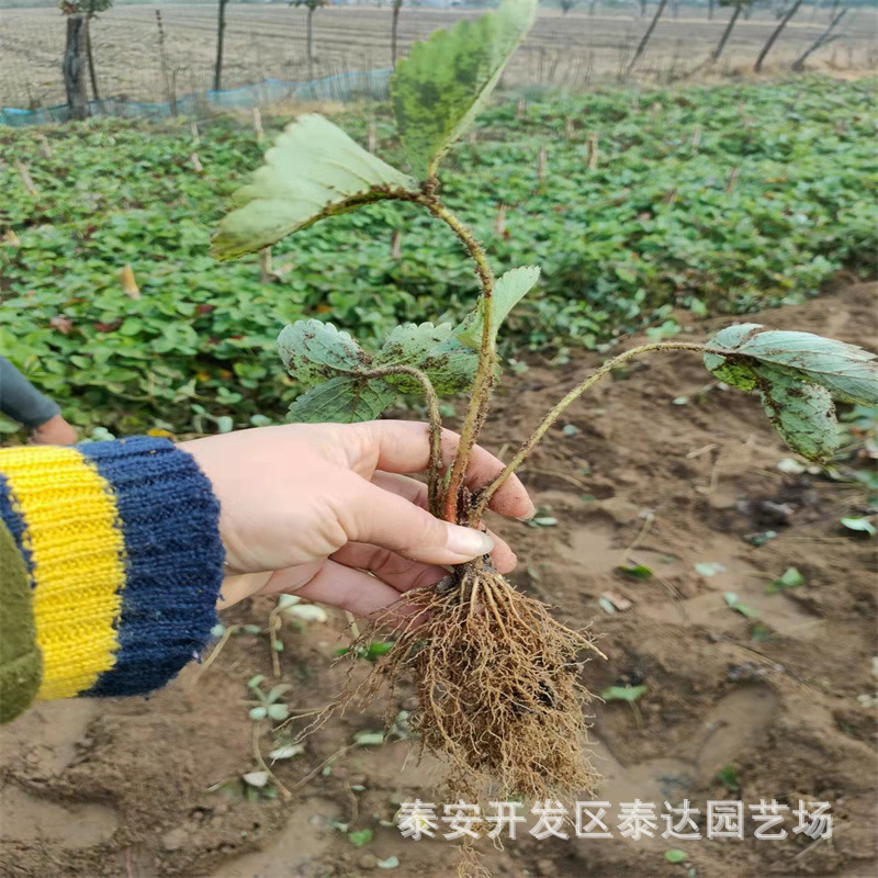 阿克苏妙香3号草莓苗 根系好量大价优  新疆大棚甜查理草莓苗