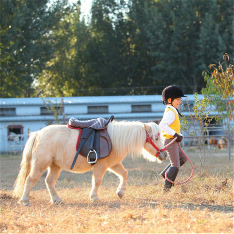 山东马匹出售小矮马迷你马价格宠物矮马马胎盘-阿里巴巴