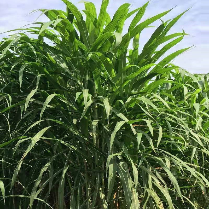 中华粮草牧草种子多年生四季常青高产养殖牛羊鱼兔牧草畜牧草种籽