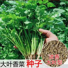 原装浓香大叶香菜种子四季种植蔬菜种子菜籽秋冬阳台小院花盆菜孑