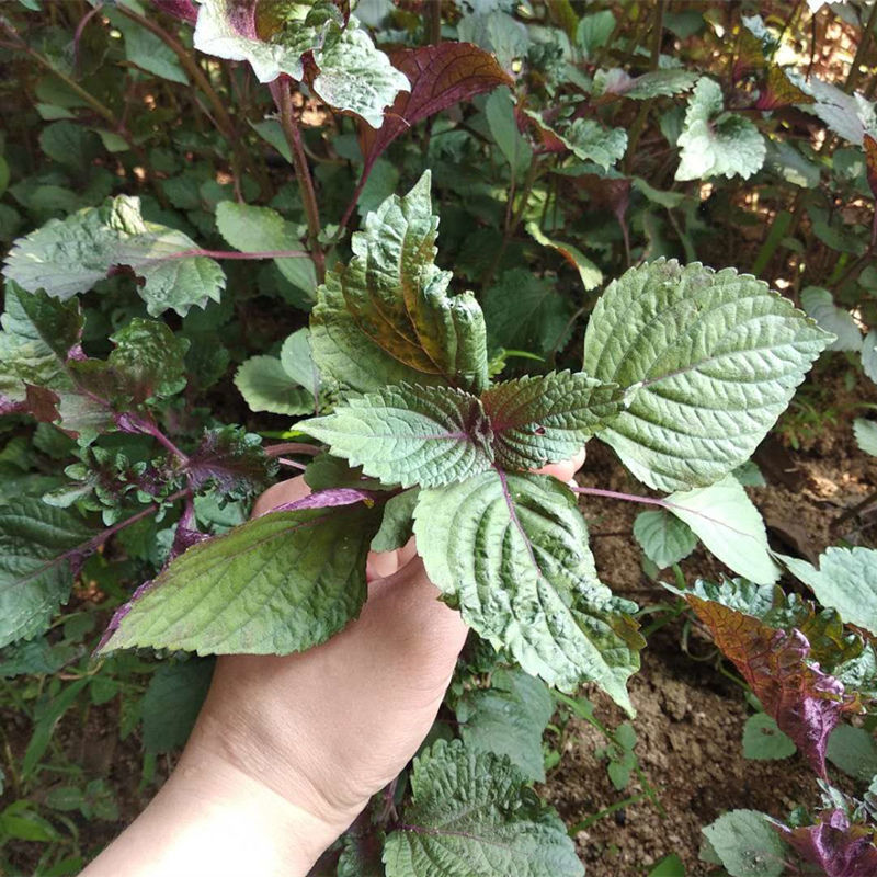 新鲜紫苏苗带土发货现摘现发 农家野生紫苏幼苗可阳台盆栽可食用