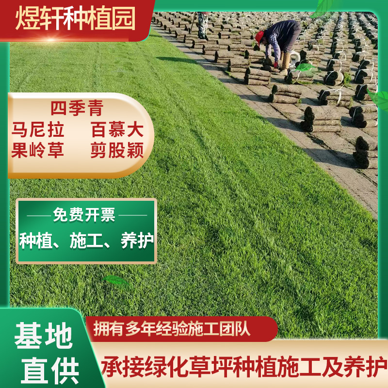 草坪带土真草坪庭院草皮耐旱耐践踏绿化工程台湾草四季青混播草坪