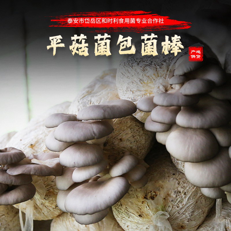 批发学校农户3斤早秋平菇菌包家庭四季种植菌棒蘑菇种植包食用菌