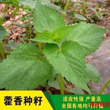 藿香种子大茴香可驱蚊霍香正气香草籽鱼香草阳台盆栽易种蔬菜种子