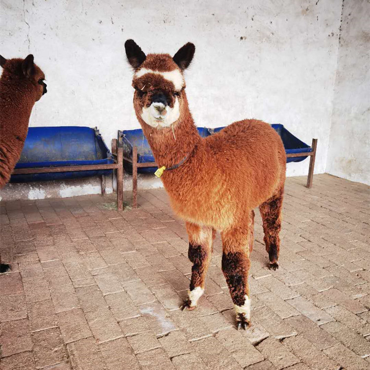出售羊驼活体一只多少钱 华卡约羊驼 苏利羊驼活体出售租赁 回收