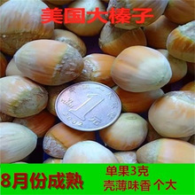 东北耐寒美国大榛子树苗平欧榛子苗树落叶地栽南北方种植当年结果