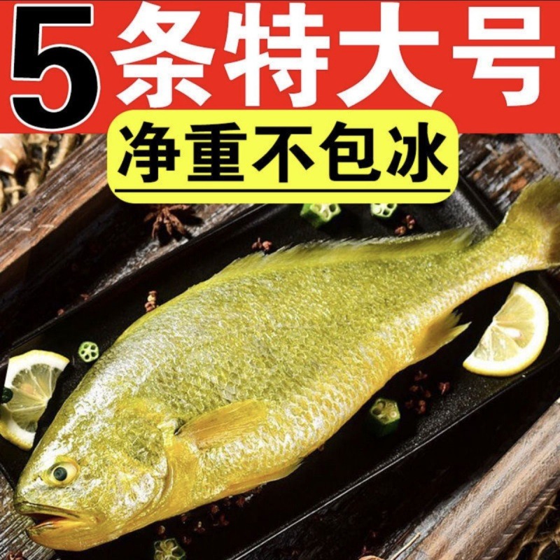 大黄鱼新鲜无冰青岛海捕黄姑鱼冷冻新鲜捕捞深海鱼东海黄米鱼厂家
