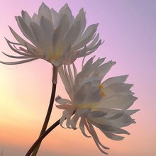 昙花长杆古风拍照摄影假花神明少女汉服手拿道具莲彼岸花梅花