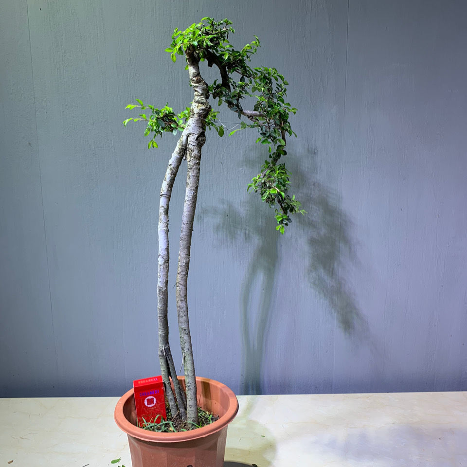 高提根文人游龙临水悬崖矮霸小叶榆树盆景