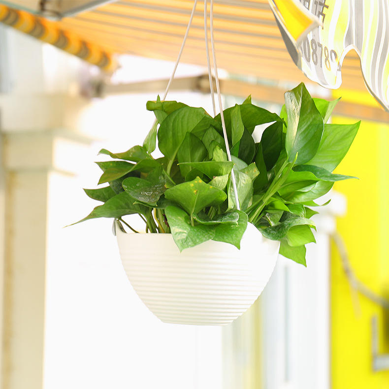 吊兰悬挂式花盆-新款价格,厂家,货源-阿里巴巴