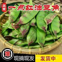 东北油豆角现摘新鲜蔬菜一点红油豆角九月青应季蔬菜时令蔬菜