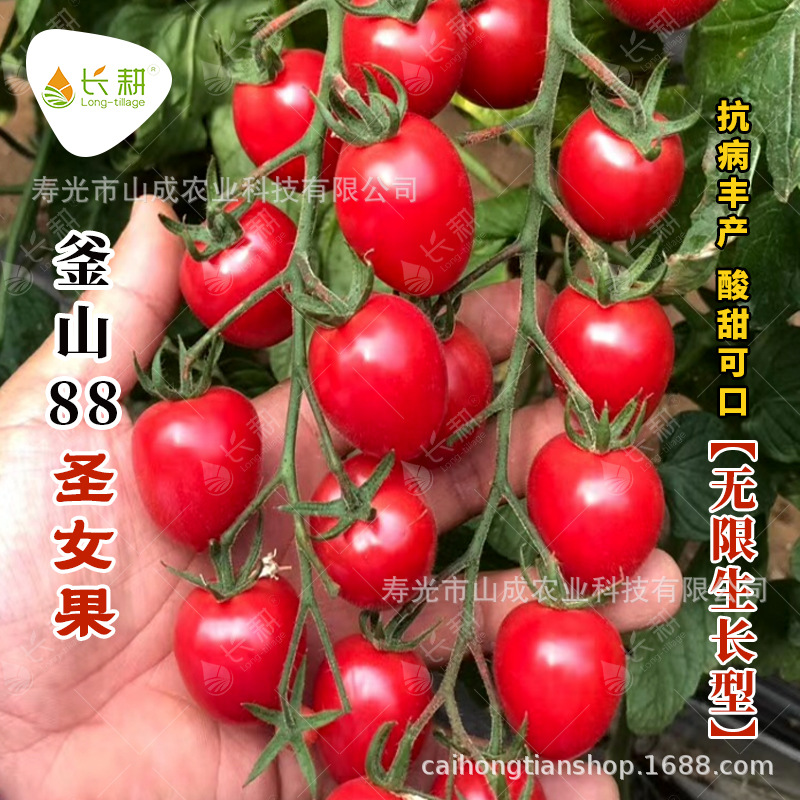 釜山88千禧小番茄种子樱桃西红柿种籽孑玲珑圣女果四季杂交蔬菜籽