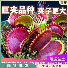 巨夹捕蝇大苗特大号食人驱蚊食肉猪笼毛膏菜植物盆栽室内学生