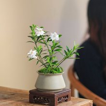 小叶栀子花植物室内好养办公室桌面带窗台迷你开花小绿植四季盆栽