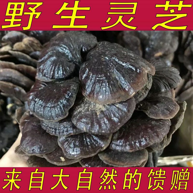 云南灵芝批发野生竹灵芝长白山赤芝泡酒整枝林芝切片粉煲汤-阿里巴巴